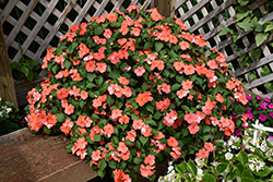 Beacon Salmon Impatiens (Impatiens walleriana 'PAS1357835') at Marlin Orchards & Garden Centre