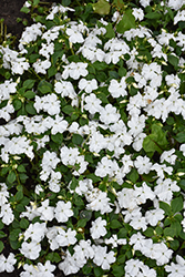 Beacon White Impatiens (Impatiens walleriana 'PAS1357832') at Marlin Orchards & Garden Centre