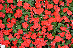 Beacon Bright Red Impatiens (Impatiens walleriana 'PAS1413665') at Marlin Orchards & Garden Centre