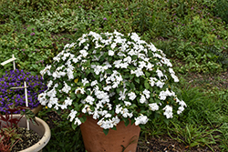 Beacon White Impatiens (Impatiens walleriana 'PAS1357832') at Marlin Orchards & Garden Centre