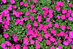 Beacon Violet Shades Impatiens (Impatiens walleriana 'PAS1357834') at Marlin Orchards & Garden Centre