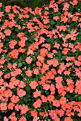 Beacon Salmon Impatiens (Impatiens walleriana 'PAS1357835') at Marlin Orchards & Garden Centre