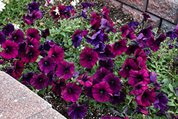 Easy Wave Burgundy Velour Petunia (Petunia 'Easy Wave Burgundy Velour') at Marlin Orchards & Garden Centre