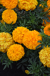Inca II Orange Marigold (Tagetes erecta 'Inca II Orange') at Marlin Orchards & Garden Centre