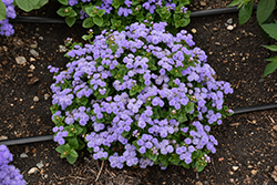 Aloha Blue Flossflower (Ageratum 'Aloha Blue') at Marlin Orchards & Garden Centre