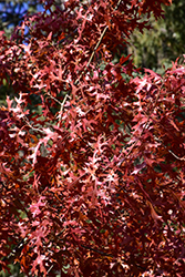 Majestic Skies Northern Pin Oak (Quercus ellipsoidalis 'Bailskies') at Marlin Orchards & Garden Centre
