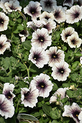 Supertunia Latte Petunia (Petunia 'Supertunia Latte') at Marlin Orchards & Garden Centre