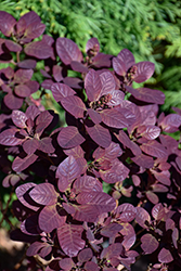 Velveteeny Purple Smokebush (Cotinus coggygria 'Cotsidh5') at Marlin Orchards & Garden Centre