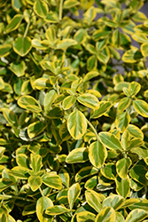 Country Gold Wintercreeper (Euonymus fortunei 'Country Gold') at Marlin Orchards & Garden Centre