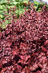 Fire Chief Coral Bells (Heuchera 'Fire Chief') at Marlin Orchards & Garden Centre