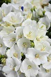 Rapido White Bellflower (Campanula carpatica 'Rapido White') at Marlin Orchards & Garden Centre