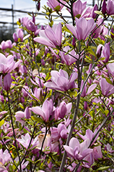 Jane Magnolia (Magnolia 'Jane') at Marlin Orchards & Garden Centre