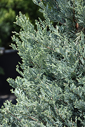 Moffett Juniper (Juniperus scopulorum 'Moffettii') at Marlin Orchards & Garden Centre