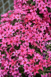 Red Wings Moss Phlox (Phlox subulata 'Red Wings') at Marlin Orchards & Garden Centre