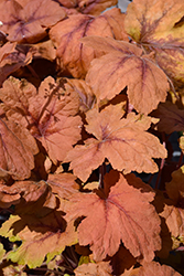 Pumpkin Spice Foamy Bells (Heucherella 'Pumpkin Spice') at Marlin Orchards & Garden Centre
