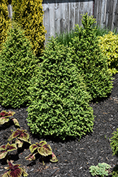 Green Mountain Boxwood (pyramid form) (Buxus 'Green Mountain (pyramid)') at Marlin Orchards & Garden Centre