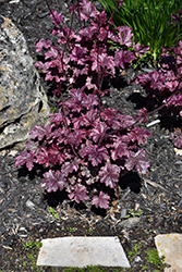 Midnight Rose Coral Bells (Heuchera 'Midnight Rose') at Marlin Orchards & Garden Centre