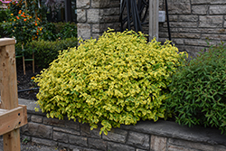 Canadale Gold Wintercreeper (Euonymus fortunei 'Canadale Gold') at Marlin Orchards & Garden Centre