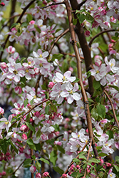 Red Jade Flowering Crab (Malus 'Red Jade') at Marlin Orchards & Garden Centre