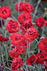 Fruit Punch Maraschino Pinks (Dianthus 'Maraschino') at Marlin Orchards & Garden Centre
