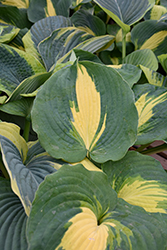 Dream Weaver Hosta (Hosta 'Dream Weaver') at Marlin Orchards & Garden Centre