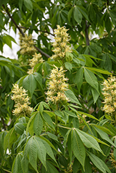 Ohio Buckeye (Aesculus glabra) at Marlin Orchards & Garden Centre