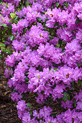 P.J.M. Elite Rhododendron (Rhododendron 'P.J.M. Elite') at Marlin Orchards & Garden Centre