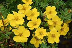 Happy Face Yellow Potentilla (Potentilla fruticosa 'Lundy') at Marlin Orchards & Garden Centre