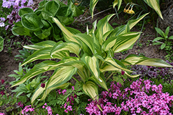 Cool As A Cucumber Hosta (Hosta 'Cool As A Cucumber') at Marlin Orchards & Garden Centre
