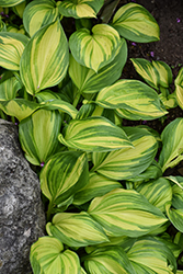 Rainbow's End Hosta (Hosta 'Rainbow's End') at Marlin Orchards & Garden Centre