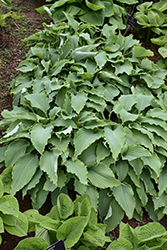 Neptune Hosta (Hosta 'Neptune') at Marlin Orchards & Garden Centre