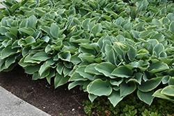 Regal Splendor Hosta (Hosta 'Regal Splendor') at Marlin Orchards & Garden Centre