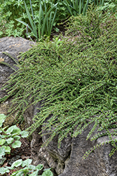 Tom Thumb Cotoneaster (Cotoneaster apiculatus 'Tom Thumb') at Marlin Orchards & Garden Centre