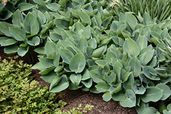 Halcyon Hosta (Hosta 'Halcyon') at Marlin Orchards & Garden Centre
