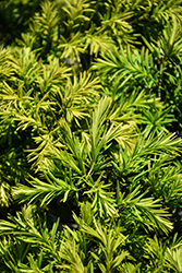 New Selection Yew (Taxus x media 'New Selection') at Marlin Orchards & Garden Centre
