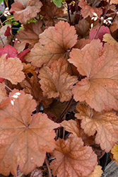 Dolce Toffee Tart Coral Bells (Heuchera 'Toffee Tart') at Marlin Orchards & Garden Centre