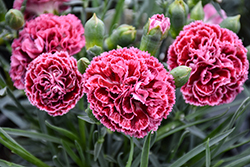 Fruit Punch Cherry Vanilla Pinks (Dianthus 'Cherry Vanilla') at Marlin Orchards & Garden Centre