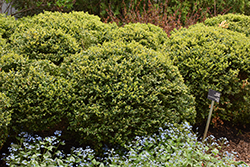 Green Velvet Boxwood (Buxus 'Green Velvet') at Marlin Orchards & Garden Centre
