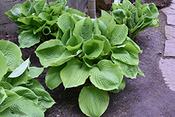 Sum and Substance Hosta (Hosta 'Sum and Substance') at Marlin Orchards & Garden Centre