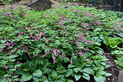 Common Bleeding Heart (Dicentra spectabilis) at Marlin Orchards & Garden Centre
