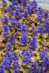 Feathered Friends Parrot Paradise Bugleweed (Ajuga 'Parrot Paradise') at Marlin Orchards & Garden Centre