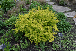 Golden Japanese Barberry (Berberis thunbergii 'Aurea') at Marlin Orchards & Garden Centre