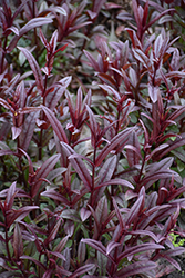 Blackbeard Beard Tongue (Penstemon 'Blackbeard') at Marlin Orchards & Garden Centre