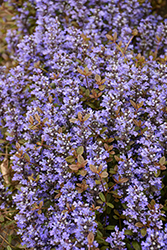 Chocolate Chip Bugleweed (Ajuga reptans 'Chocolate Chip') at Marlin Orchards & Garden Centre