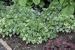 Jack Frost Bugloss (Brunnera macrophylla 'Jack Frost') at Marlin Orchards & Garden Centre