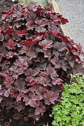 Palace Purple Coral Bells (Heuchera micrantha 'Palace Purple') at Marlin Orchards & Garden Centre