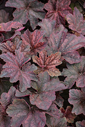 Palace Purple Coral Bells (Heuchera micrantha 'Palace Purple') at Marlin Orchards & Garden Centre