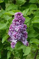 Katherine Havemeyer Lilac (Syringa vulgaris 'Katherine Havemeyer') at Marlin Orchards & Garden Centre