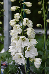 Guardian White Larkspur (Delphinium 'Guardian White') at Marlin Orchards & Garden Centre