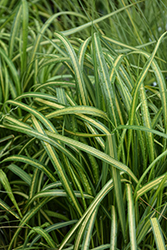 El Dorado Feather Reed Grass (Calamagrostis x acutiflora 'El Dorado') at Marlin Orchards & Garden Centre